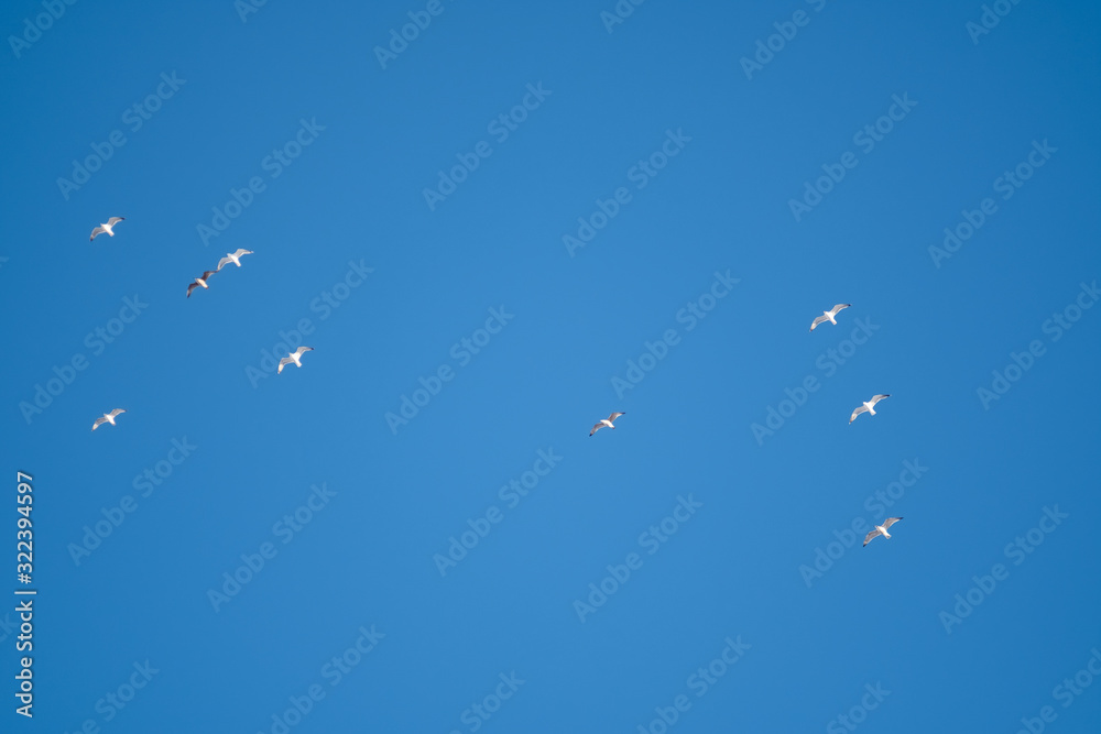 White birds on a background of blue sky. Seagulls in the coast. A clear, cloudless sky. Day, cold, sunny. White birds on a background of blue sky. Seagulls in the coast. A clear, cloudless sky. Day, cold, sunny.