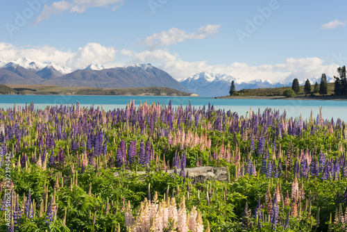 A calm Lake Tekapo in the Mackenzie Basin, Canterbury, New Zealand. Pink and purple flowering lupins in the foreground, and the snow-capped Southern Alps in the background. photo