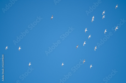 White birds on a background of blue sky. Seagulls in the coast. A clear, cloudless sky. Day, cold, sunny.