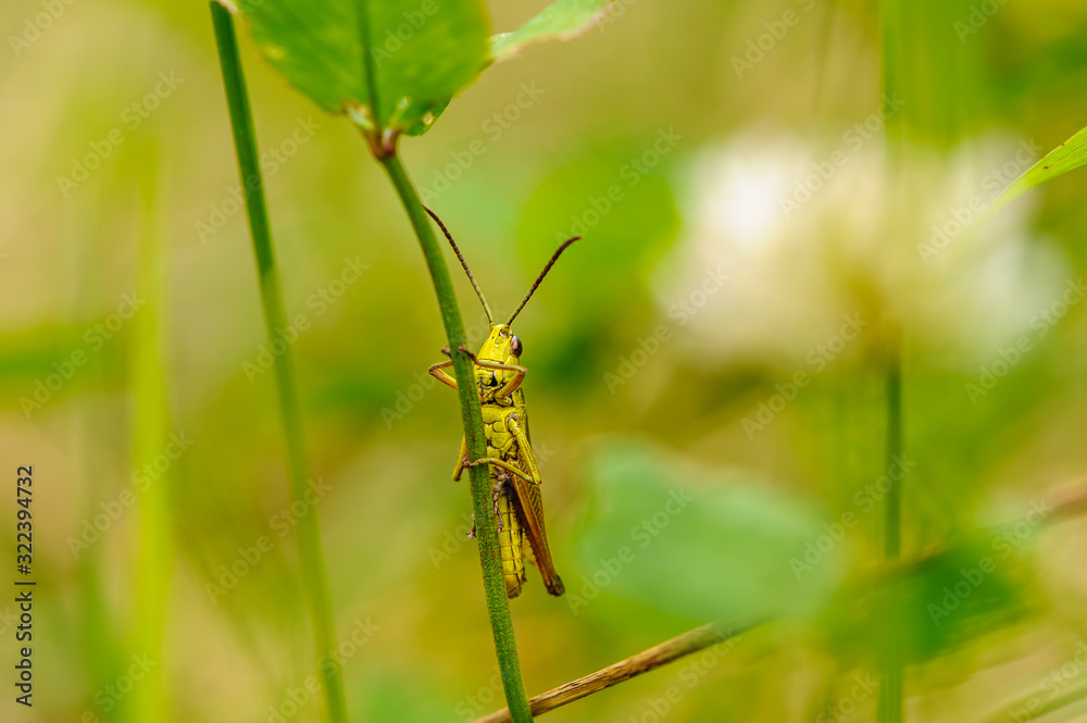Macro of a green grasshopper on a blurred yellow-green background Macro of a green grasshopper on a blurred yellow-green background
