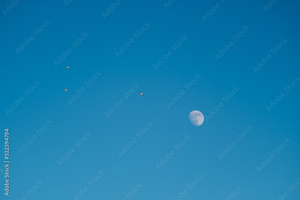 White moon against the blue sky. Full moon in the afternoon. Satellite of the planet earth. Blue skies on a frosty winter day. White moon against the blue sky. Full moon in the afternoon. Satellite of the planet earth. Blue skies on a frosty winter day.