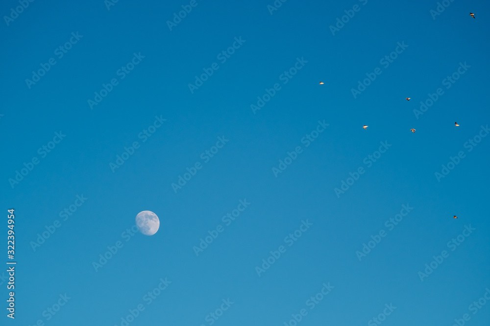 White moon against the blue sky. Full moon in the afternoon. Satellite of the planet earth. Blue skies on a frosty winter day. White moon against the blue sky. Full moon in the afternoon. Satellite of the planet earth. Blue skies on a frosty winter day.