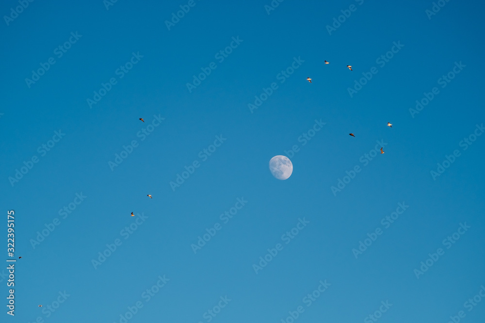 White moon against the blue sky. Full moon in the afternoon. Satellite of the planet earth. Blue skies on a frosty winter day. White moon against the blue sky. Full moon in the afternoon. Satellite of the planet earth. Blue skies on a frosty winter day.