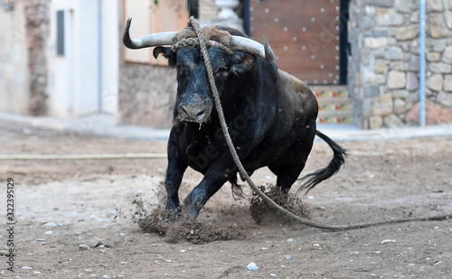 a spanish strong bull on spain photo