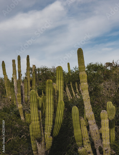 Scenic Close up of cactus on a Mexican highway