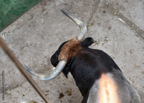 a spanish strong bull on spain photo