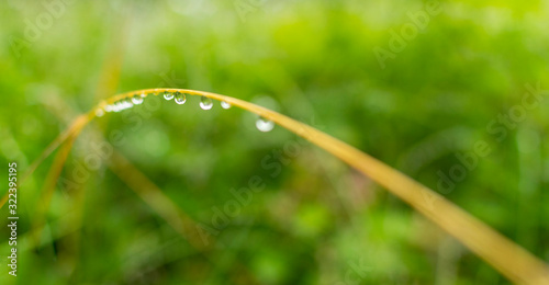 Macro image of rain drops on green grass © rastkobelic