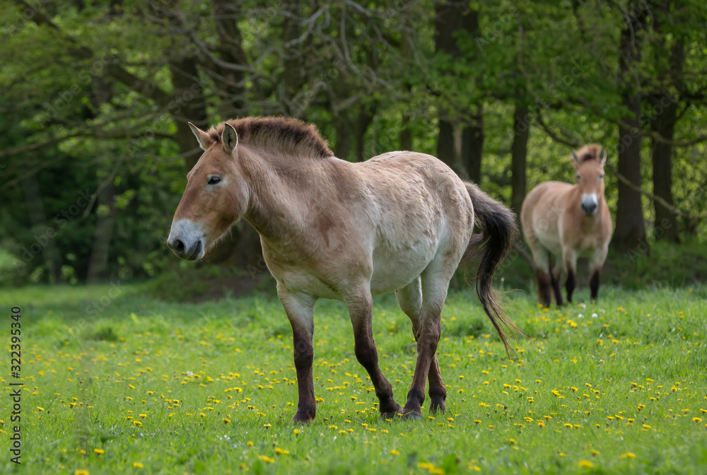 Endangered Przewalski horses in the outdoor Endangered Przewalski horses in the outdoor