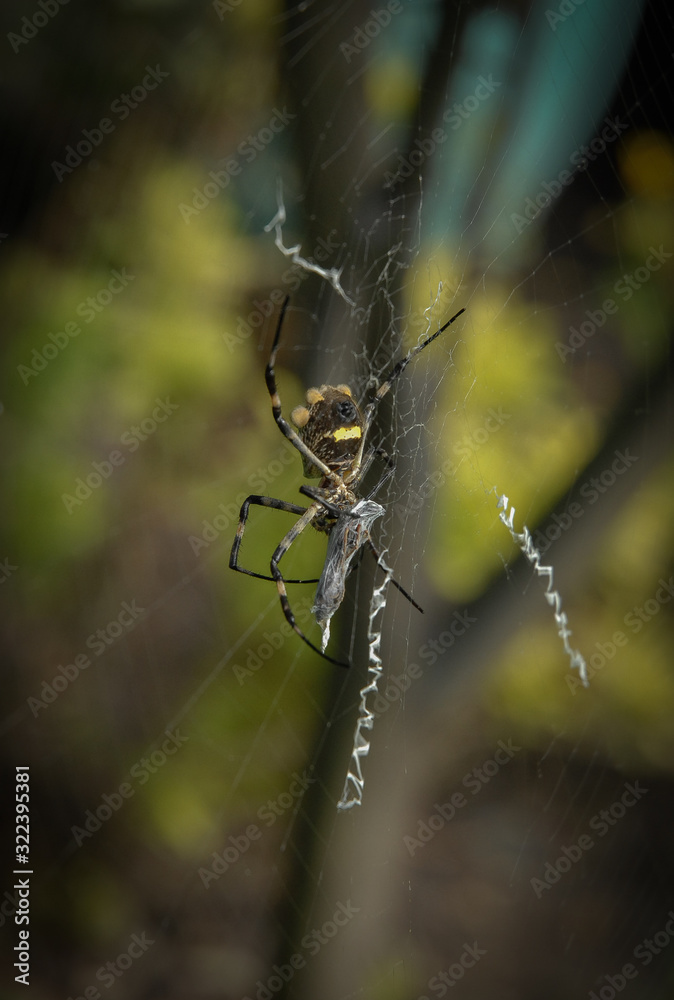 spider in its natural habitat of a garden spider in its natural habitat of a garden