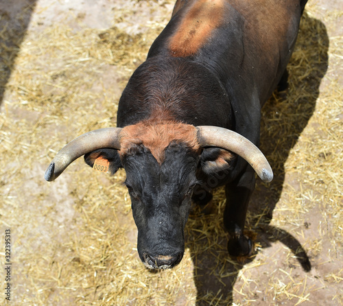 a spanish strong bull on spain photo