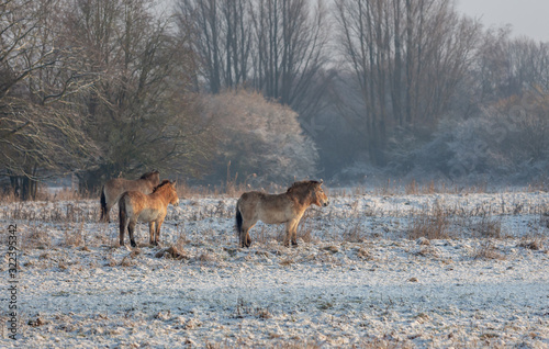 Endangered Przewalski horses in the outdoor