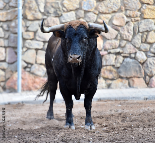 a spanish strong bull on spain
