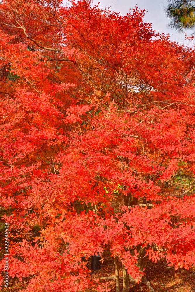 宝厳院の紅葉 宝厳院の紅葉