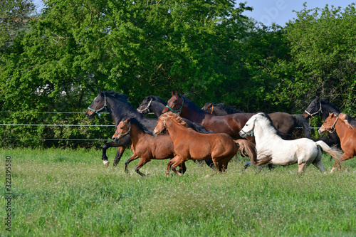 A herd of horses and ponies at a full gallop in the meadow. © Susanne Fritzsche