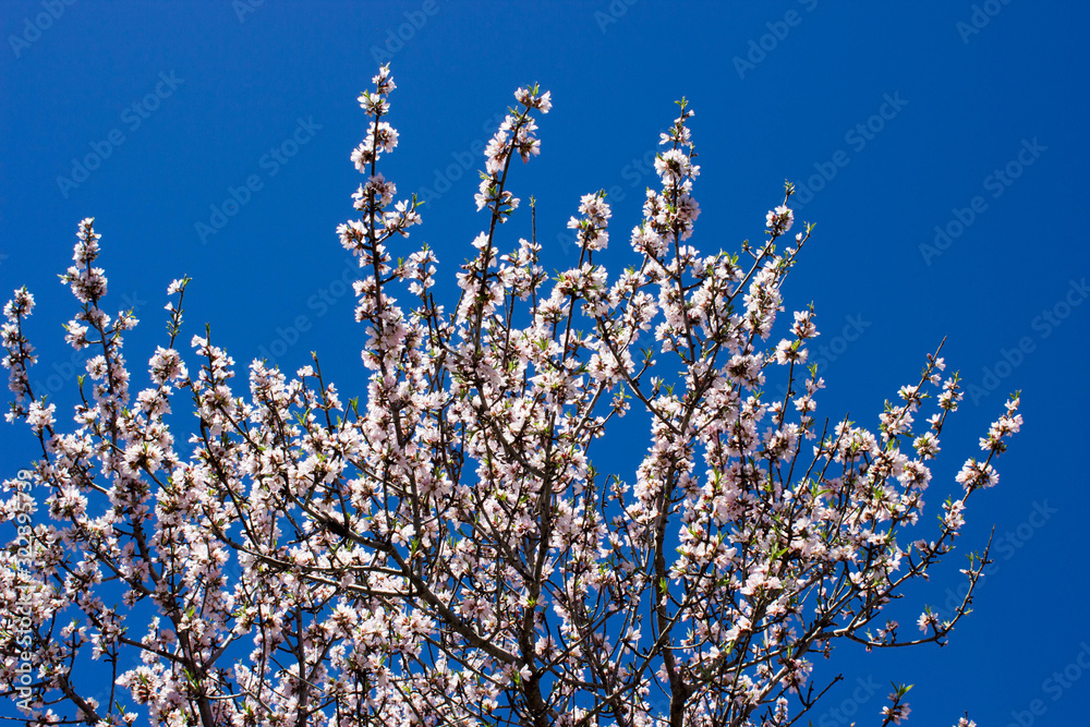 Almond tree blooming in Sicily with blue sky Almond tree blooming in Sicily with blue sky