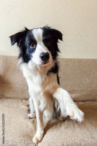 Funny portrait of cute smilling puppy dog border collie on couch. New lovely member of family little dog at home gazing and waiting for reward. Pet care and animals concept. © Юлия Завалишина