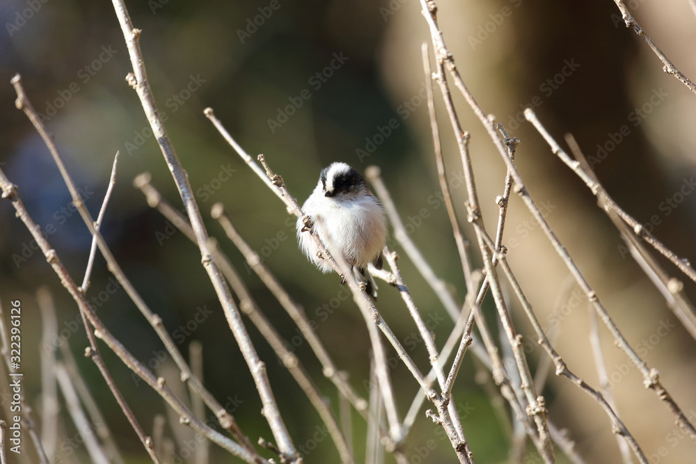 Fototapeta premium エナガ