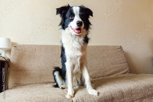Fototapeta Naklejka Na Ścianę i Meble -  Funny portrait of cute smilling puppy dog border collie on couch. New lovely member of family little dog at home gazing and waiting for reward. Pet care and animals concept.