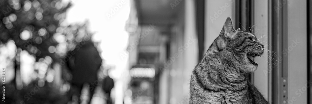 city of cat city of cat