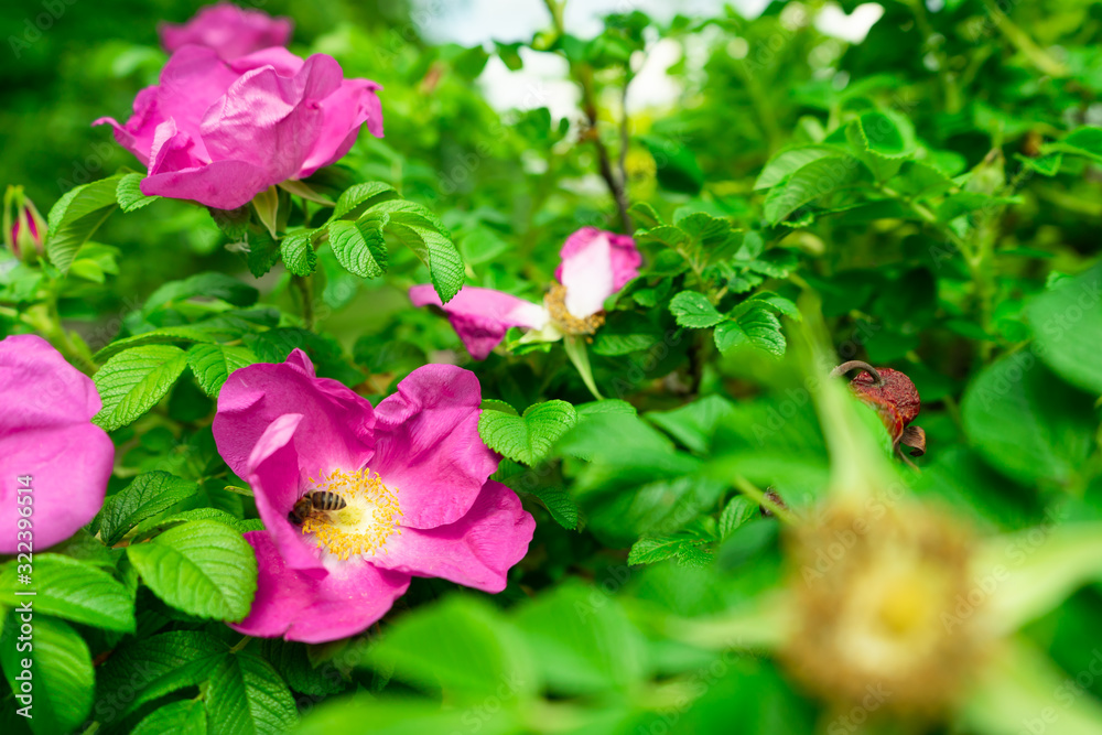 Honey bee drink nectar from flowers and pollinating them. Honey bee drink nectar from flowers and pollinating them.