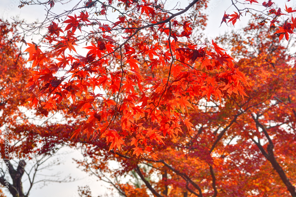 宝厳院の紅葉