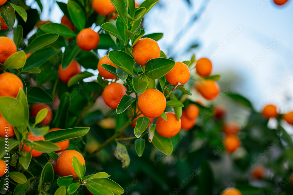 A green twig also called Kumquat golden orange, young orange Fortunella fruit called golden tangerine, fairly cold-resistant citrus with slow-growing evergreen shrubs. A green twig also called Kumquat golden orange, young orange Fortunella fruit called golden tangerine, fairly cold-resistant citrus with slow-growing evergreen shrubs.