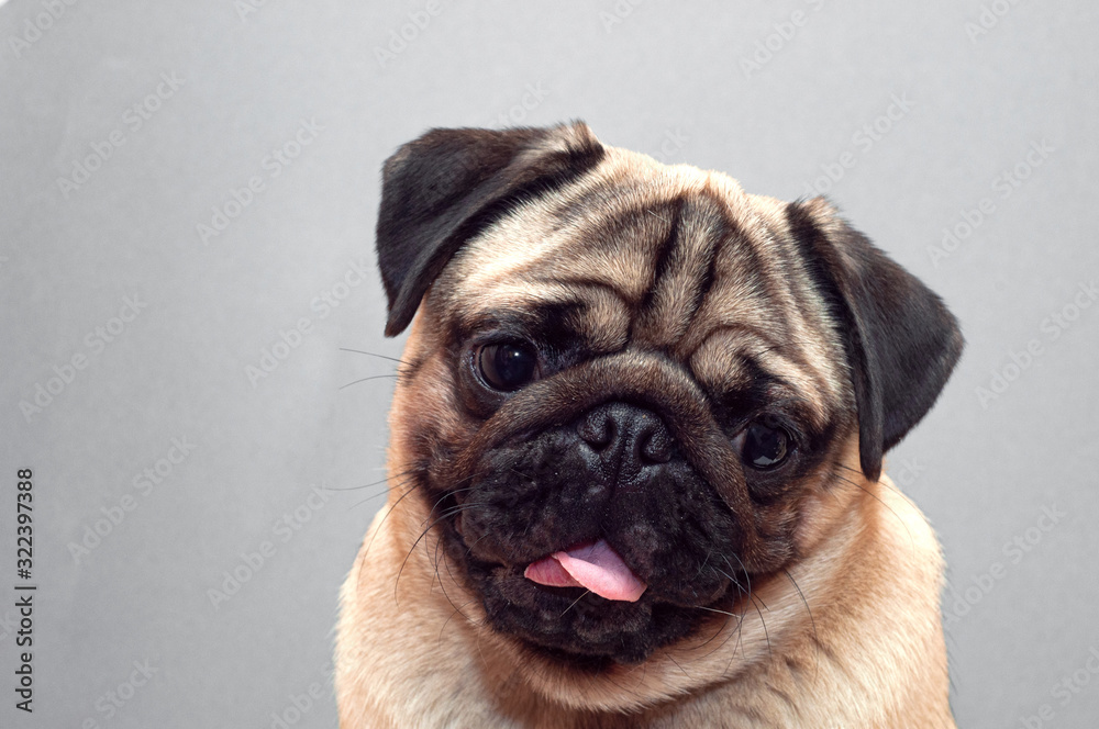 Portrait of beautiful female pug puppy dog with protruding tongue