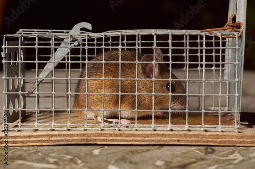 Trapped mouse in a live trap