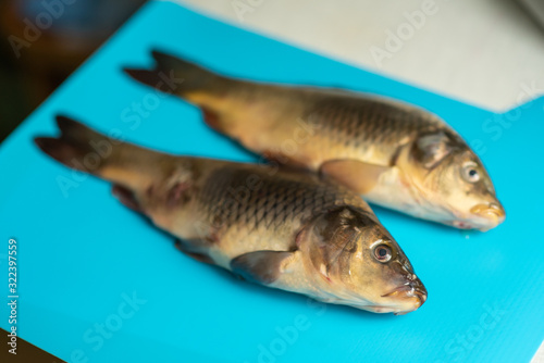 big carp fish on the table on blue background