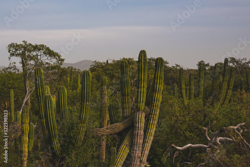 Scenic Close up of cactus on a Mexican highway