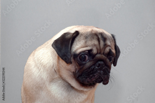 Frightened guilty dog pug looking sad at camera.