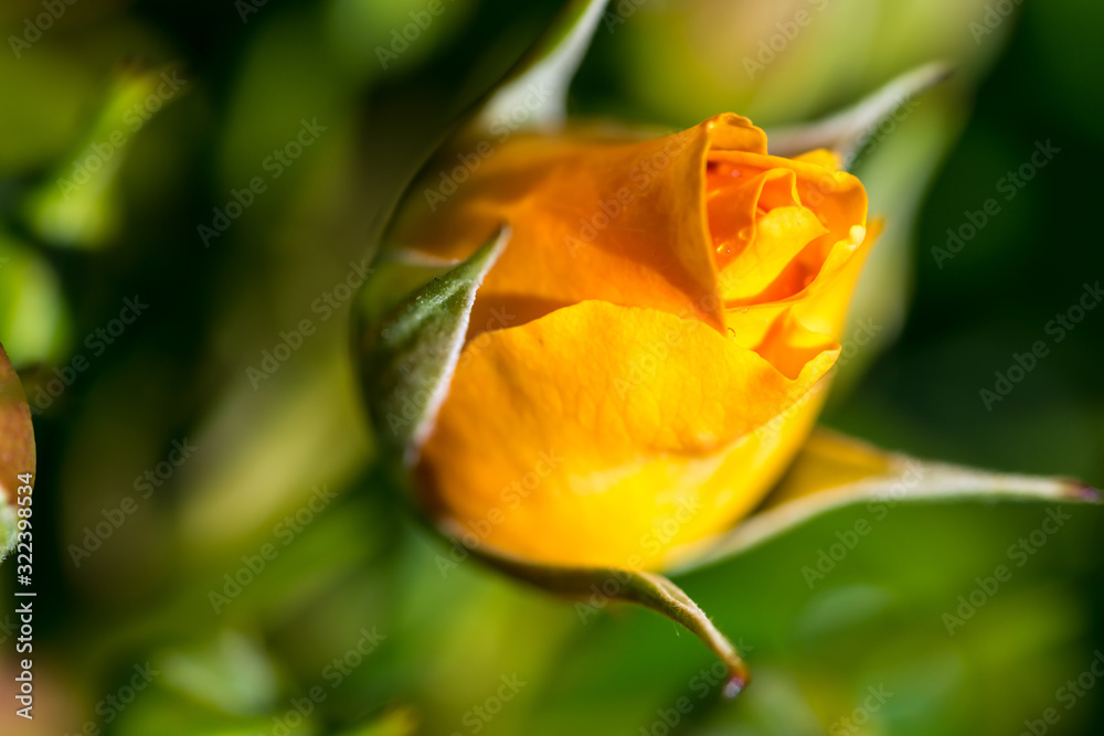 yellow rose on green background yellow rose on green background