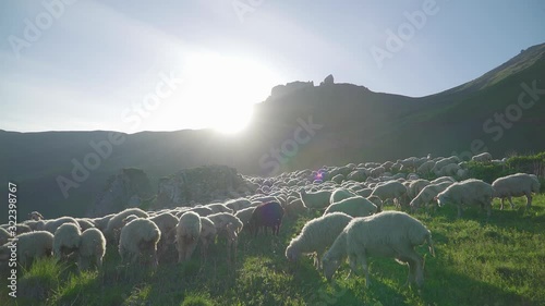 Sheep walk together on green grass in spring many sheep in the frame on the background of mountains 4k part2