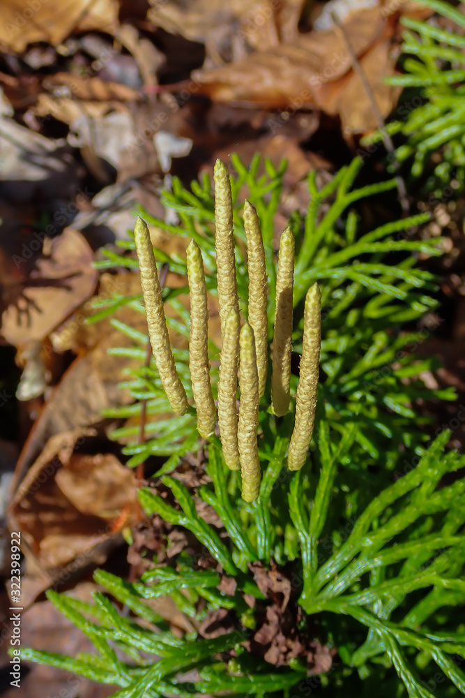 Southern Running-Cedar
