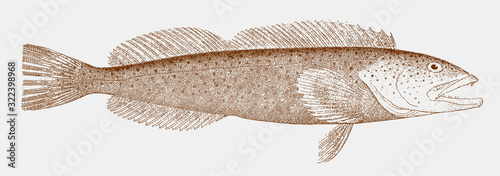 Lingcod ophiodon elongatus, marine fish from the Northeast Pacific Ocean in side view