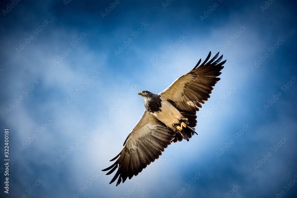 Fototapeta premium Raubvogel