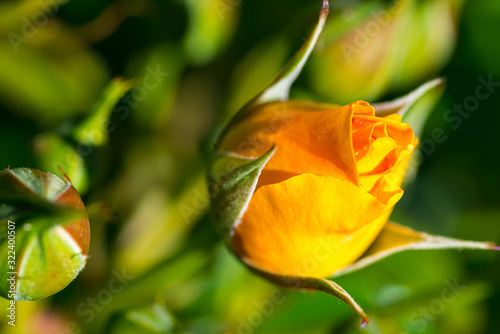 yellow rose on green background © Donald Wolf