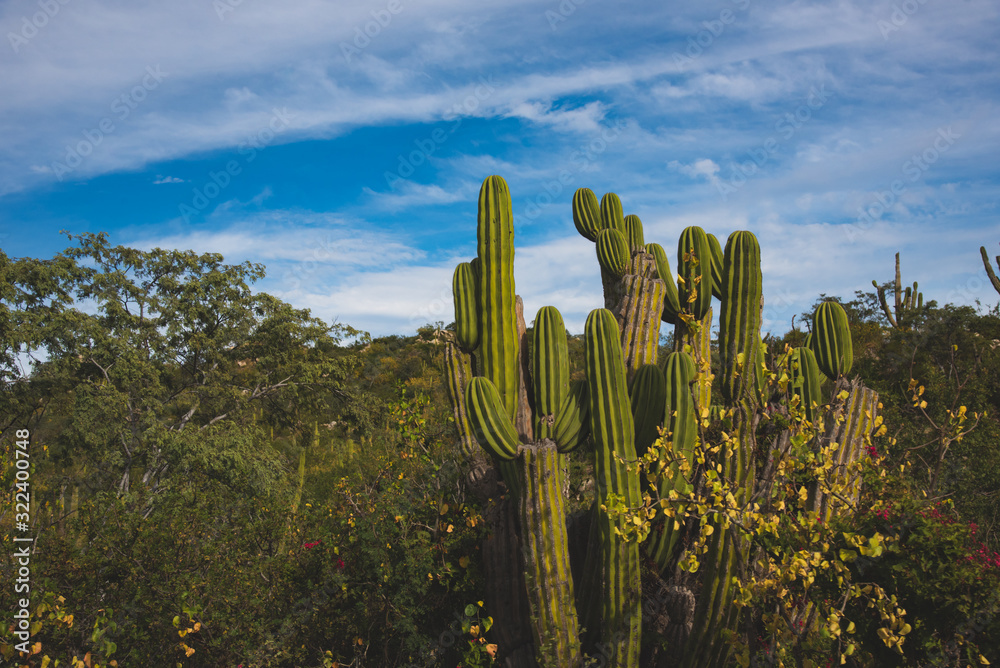 Scenic Close up of cactus on a Mexican highway Scenic Close up of cactus on a Mexican highway