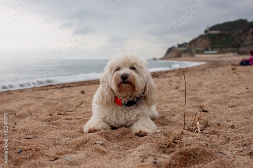 White dog lying on the beach © Albina