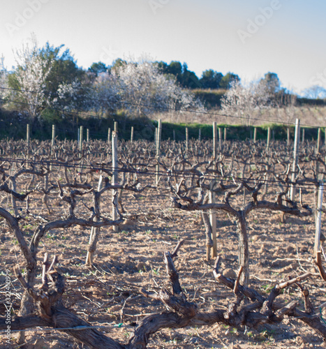 View of grape fields in winter. The vine is resting.