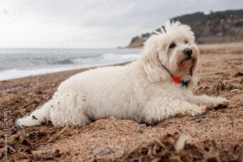  White dog lying on the beach © Albina