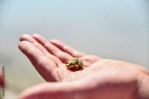 little frog is sitting on my hand