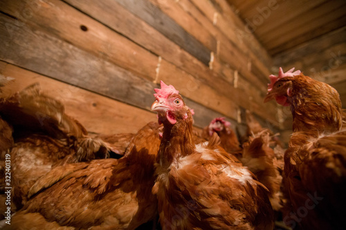 The village of Old Believers from Latin America in Russia in the Primorsky Territory. Homemade chicken in a new wooden chicken coop
