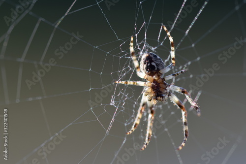 Spinne wartet in ihrem klebrigen Netz auf ihre Beute
