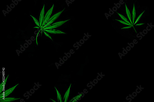 Cannabis on black 37