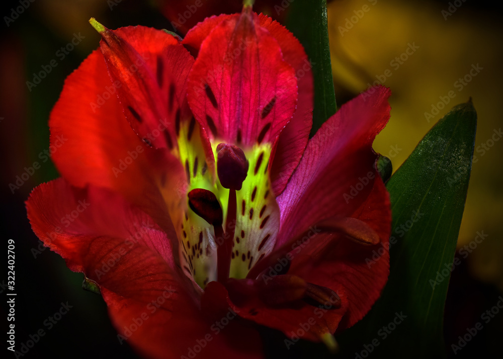 Close Up of Red and Yellow Alstromeria Lily Close Up of Red and Yellow Alstromeria Lily