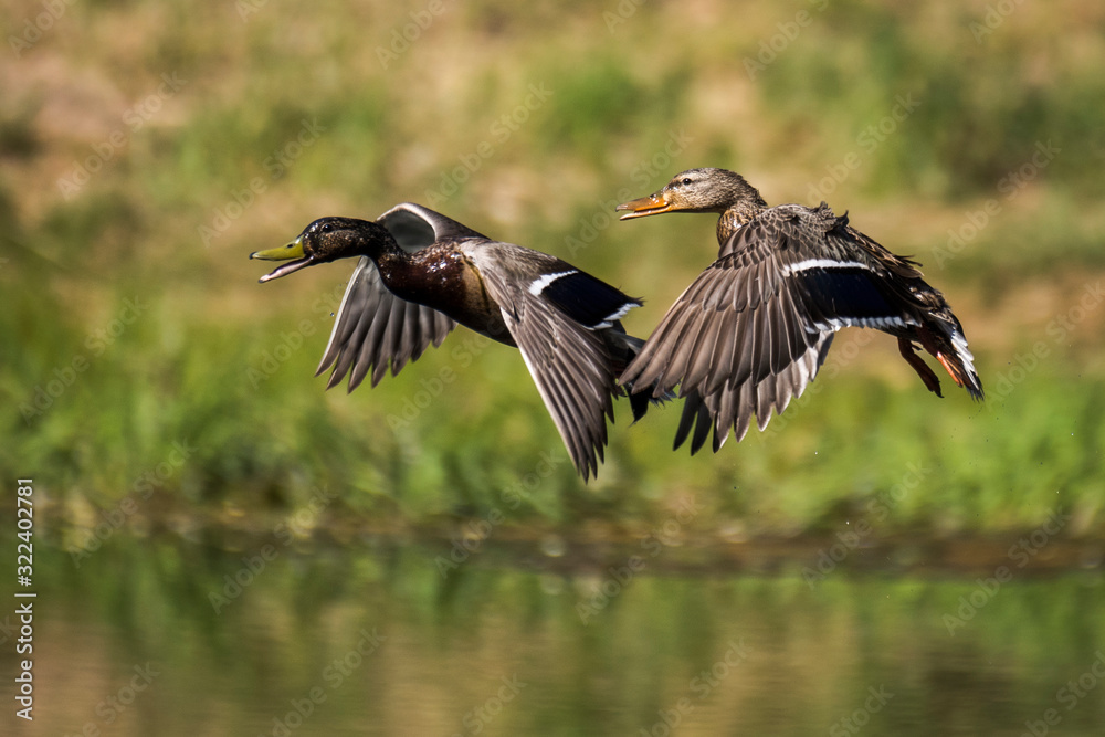 Maited pair of mallard ducks in flight over water during summer Maited pair of mallard ducks in flight over water during summer
