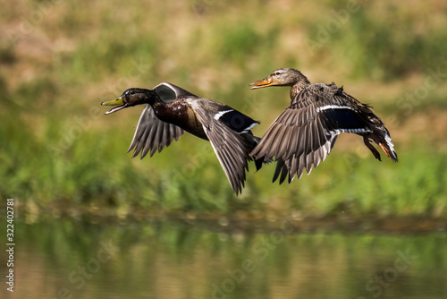Maited pair of mallard ducks in flight over water during summer