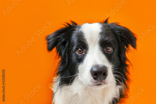 Funny studio portrait of cute smilling puppy dog border collie isolated on orange background. New lovely member of family little dog gazing and waiting for reward. Pet care and animals concept © Юлия Завалишина