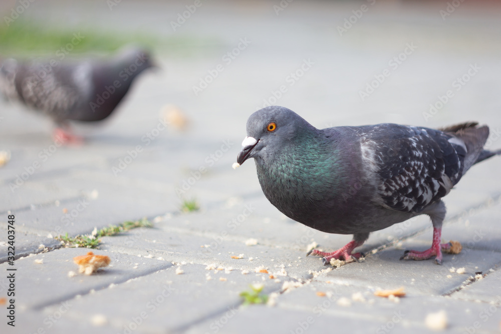 pigeon in the park pigeon in the park